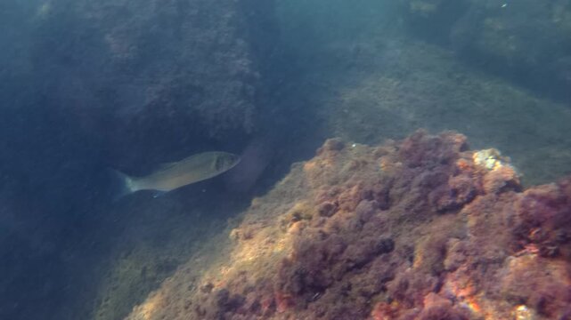 Silver fish swimming between rocks covered with red algae in blue-green Mediterranean water, French Riviera, France.