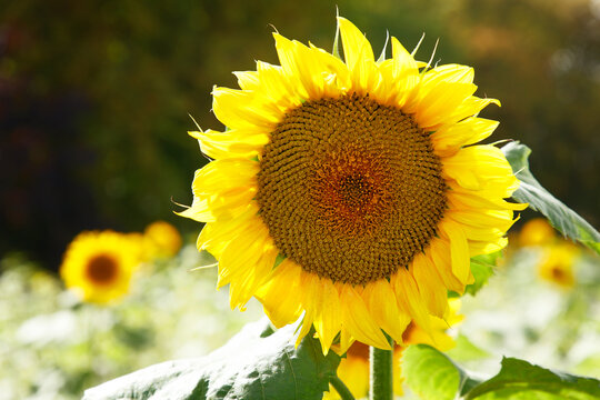 Bright Sunflower Close-Up in Sunny Field With Blurred Background and Green Leaves