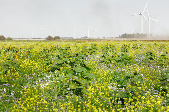 Sunflower Field With Wildflowers and Wind Turbines Over Rural Renewable Energy Landscape