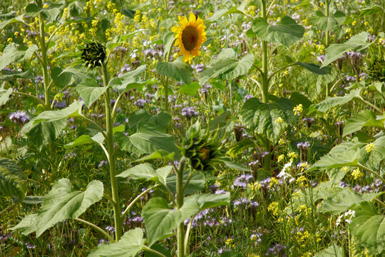 Single Sunflower Standing in Wildflower Meadow Surrounded by Green Leaves and Blooming Plants