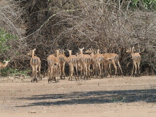 Impala in Zimbabwe © Jennifer de Montfort