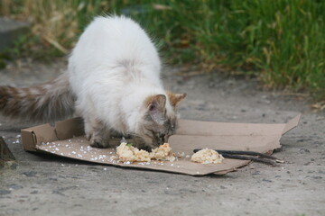 Fluffy cat eating food from cardboard outdoors © Oleksandr