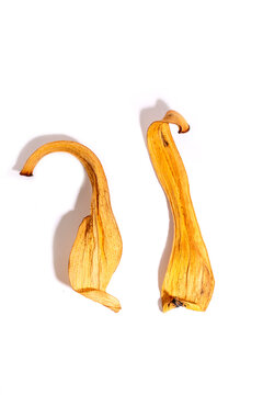 Dried, curved plant petal on a white background