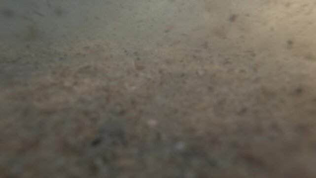Water-level view of small waves breaking over sand at the shoreline, with sun glare, beach clubs and pine trees in the background, French Riviera, France.