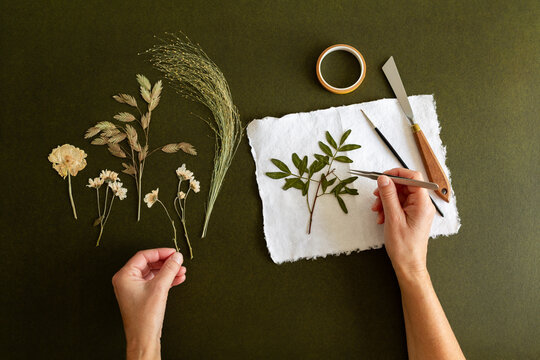 Deux mains vues de dessus sur un herbier pla&ccedil;ant des fleurs et des feuilles s&eacute;ch&eacute;es et press&eacute;es avec une pince sur du papier artisanal, fond vert fonc&eacute;