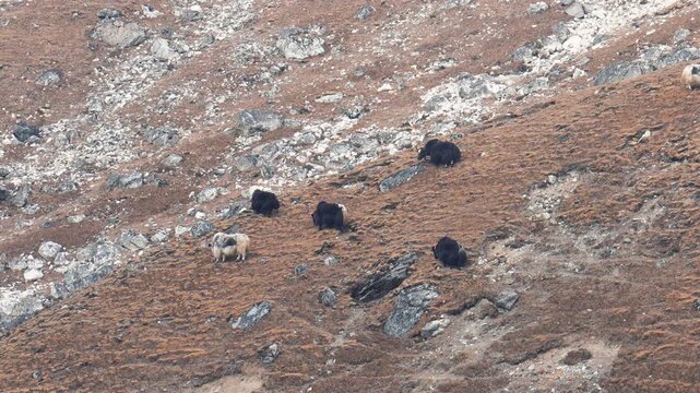 Majestic herd of wild yaks grazing on steep rocky mountainside in remote, high altitude landscape of himalayas, showcasing their resilience in harsh natural habitat