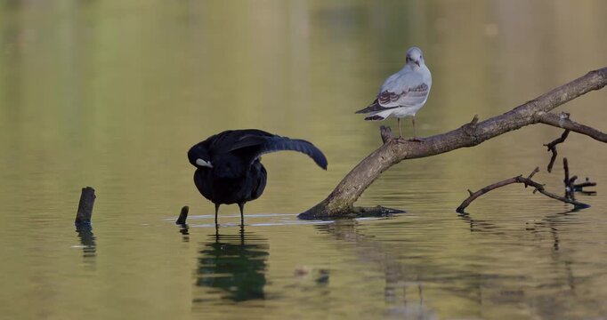 Close-up of Eurasian coot flapping wings and preening while black-headed gull watches on autumn pond