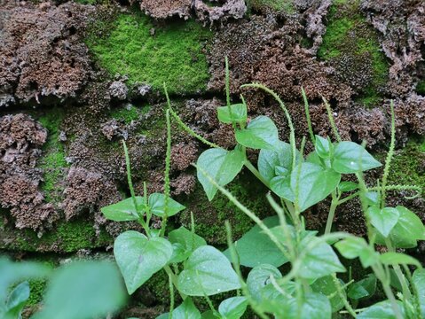 Fresh green Peperomia pellucida plant growing against old mossy brick wall background, showing transparent succulent stems and heart shaped leaves used in herbal traditional medicine