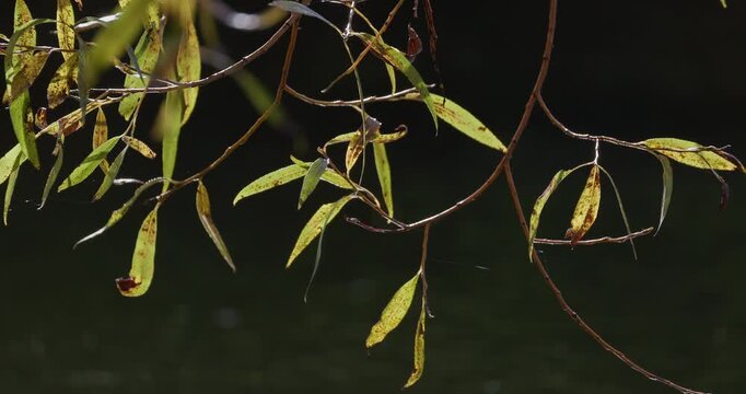 Close up shot of weeping willow branches with spider web illuminated by autumn sunlight above dark water
