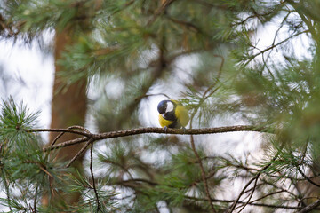Great tit perched on pine branch in autumn woodland © Nguyen Duc Binh