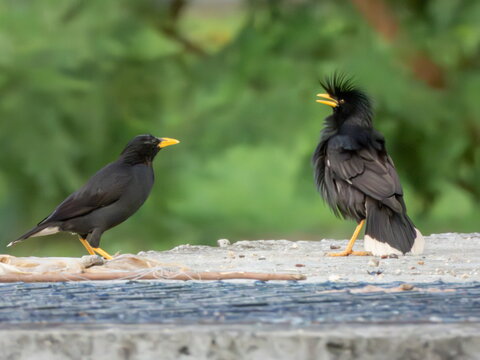 Great or white-vented myna birds, Acridotheres grandis, Phuket, Thailand