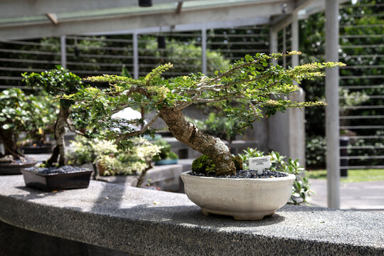 tiny tree in a ceramic pot