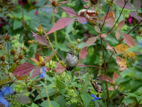 Small female ruby throated hummingbird perched on a branch surrounded by lush colorful autumn foliage and blue flowers in a garden
