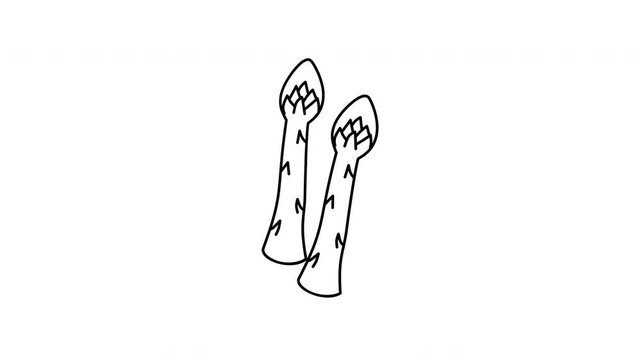 hand drawn asparagus illustration vegetable