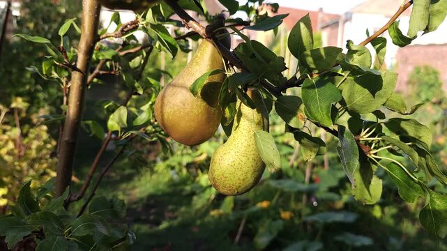 two pears on a branch of Pyrus communis Concorde tree _ Common Pear tree with its fruits