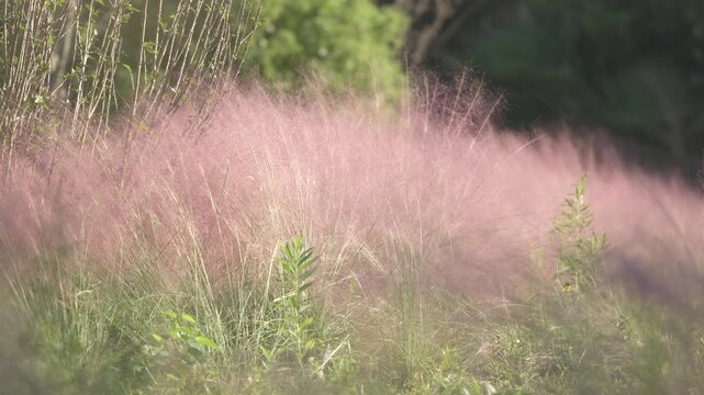 A batch of Pink Muhly Grass in Shanghai (4K)