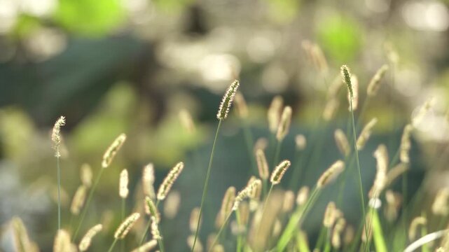A batch of backlit foxtail grass spikes at a local park in Shanghai, China(4K25p)