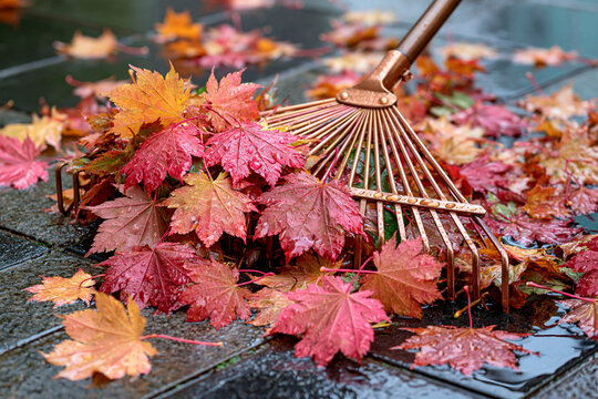 Wet autumn leaves gathered with rake on pavement, seasonal garden cleanup after rain with colorful maple foliage and outdoor maintenance