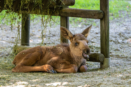 Baby of moose or elk, Alces alces is the largest extant species in the deer family.