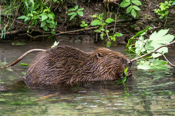 Adult Eurasian beaver, Castor fiber at a river in Munich, Bavaria in Germany © rudiernst