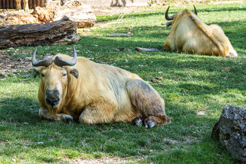 Portrait of a golden Takin, Budorcas taxicolor bedfordi with curved horns and thick fur © rudiernst