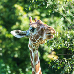 The giraffe, Giraffa camelopardalis is an African mammal © rudiernst