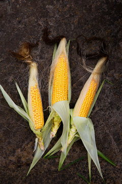 Three ears of Corn on the cob with husks and silk on a rustic brown