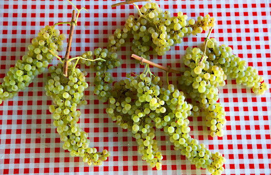White wine grape bunches on red and white checkered tablecloth