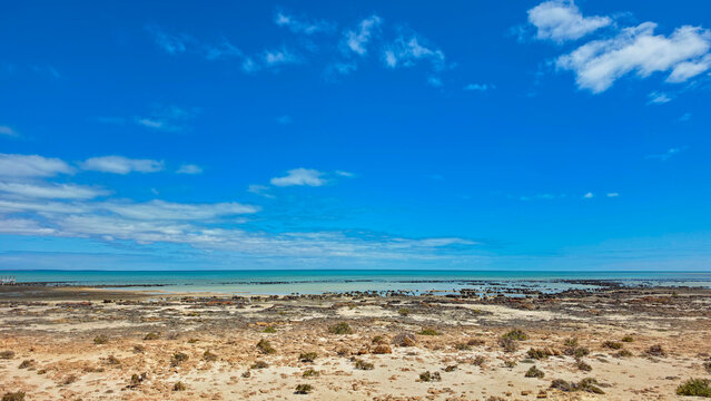 Hamelin Pool Stromatolites in Shark Bay world heritage site of Western Australia.