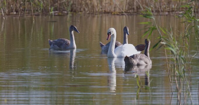 Mute swan family with juvenile cygnets in a shallow bay backwater during autumn at sunset