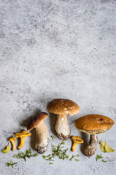 Wild Porcini, red-Cap Bolete