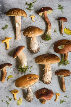 Wild mushrooms Porcini, Boletes, Canterelles, red-cap, birch