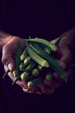 Hands holding fresh green okra pods