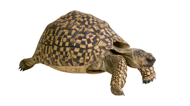 Leopard tortoise with patterned shell walking on its sturdy scaly legs