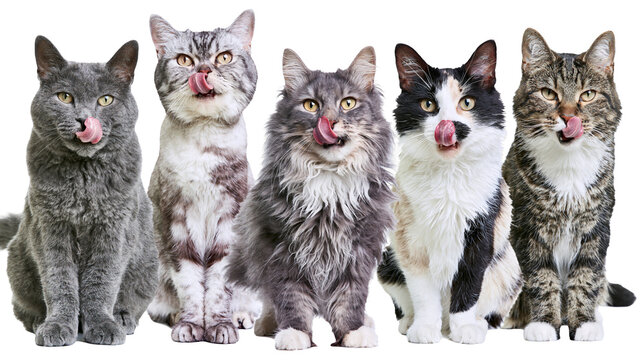 Five diverse domestic cats sitting in a row licking their noses with pink tongues