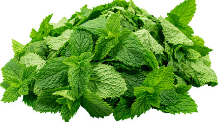 Fresh vibrant green peppermint leaves pile with serrated edges © Stefan