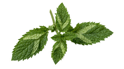 Fresh variegated peppermint sprig with green and white patterned leaves © Stefan