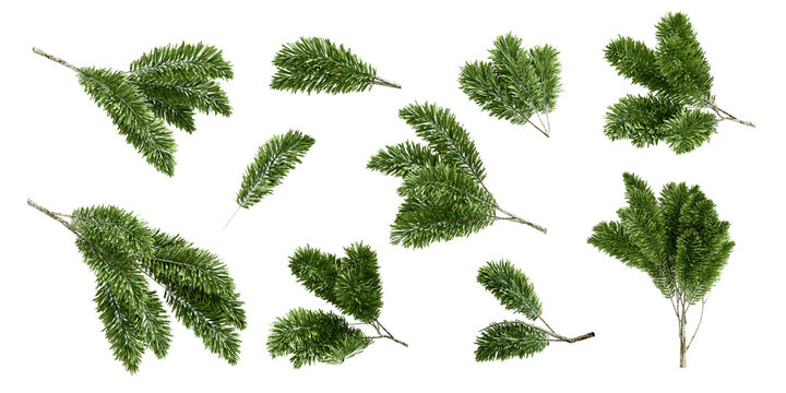Christmas green pine tree branches and twigs set isolated on transparent background