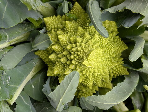 Vibrant Romanesco Broccoli Fractal Geometry Close-up