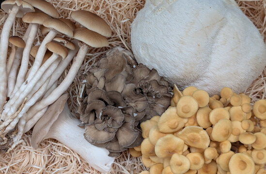 Gourmet Mushroom Assortment on Natural Straw Bed