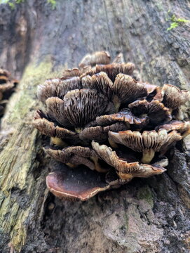 Clustered Wood-Decaying Fungi on Forest Stump