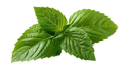 Fresh vibrant green peppermint leaves with serrated edges © Elias
