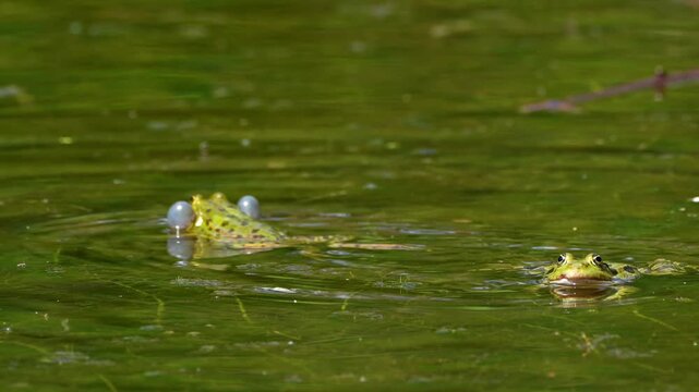 Common frog, Rana temporaria, reptiles croaking in the water, also known as the European common frog or European grass frog is a semi-aquatic amphibian of the family Ranidae