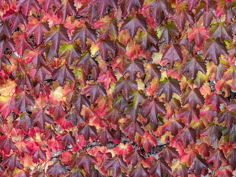 Vibrant Autumn Ivy Leaves Texture Background