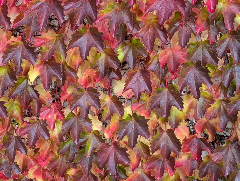 Vibrant Autumn Ivy Leaves Raindrops Detail