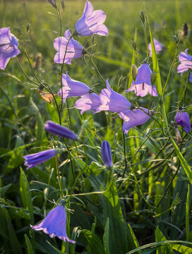 Bluebell Wildflowers Illuminated by Warm Evening Sunlight