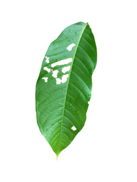 Isolated Diospyros ehretioides (Taptau) leaf showing leaf spot disease and insect pest damage with holes and fresh raindrops on  a transparent background with clipping paths.