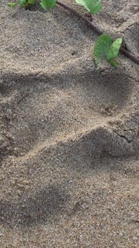 Trailing beach vine lying across textured pale sand