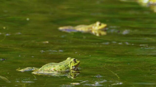Common frog, Rana temporaria, reptiles croaking in the water, also known as the European common frog or European grass frog is a semi-aquatic amphibian of the family Ranidae