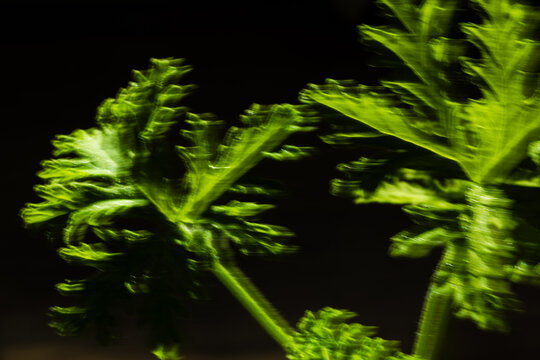 Abstract background. Motion blur effect.  Leaves of a scented geranium against a dark background. ICM technique, which involves intentionally moving the camera